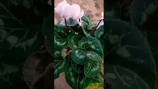 cyclamen plants, #shorts  #plants #flowers #viral_video .
