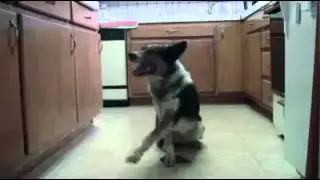 Useful Dog Tricks performed by Bobby Thomos(Original Video)