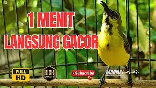 SOGON TROTOL GACOR NEMBAK MATERI  greja!! Cocok Untuk Masteran Sogon Bahan Ombyokan