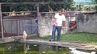 BIGGEST CROCODILE EVER NAME LAPU-LAPU