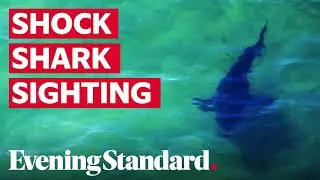 Moment US coast guard opens fire on eight-foot shark as it heads towards group of swimmers