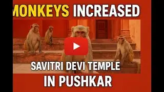 Monkeys have increased at Savitri Devi Temple in Pushkar