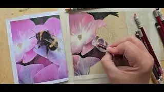 Watch me draw this bumble bee and hydrangea flower in soft pastel pencils. 