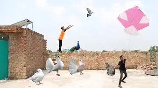 New Kite Fight & Kabooter Vs 25 Hens