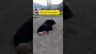 🐂 Himalayan Yak in the Wild! 🌄 #shorts #shortsfeed #yak #animals #mountains #king #trending #nature