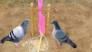 Unique Parrot Trap Using Comb - Best Bird Trap That Work 100%