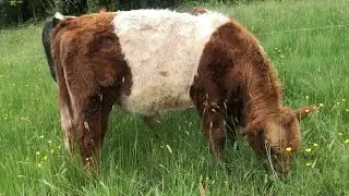 Ruby's son the red belted Galloway.