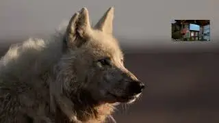 Human Wolf Connection