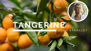 Tangerine - The Oil of Joyous Discovery