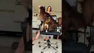 Не покупайте Мейн-куна пока не узнаете об этом!🫷