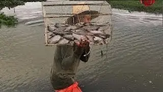 Top 10 AMAZING Net Fishing - Net Fishing at Siem Reap Province - Cambodia Traditional Fish