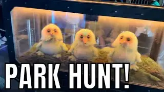 Do Disney theme parks have any decent collectibles?! ( California adventure) 