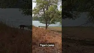 Tiger's leap #tiger #safari #wildlife #reels #ranthambore