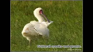 African Spoonbill call