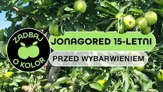 Jonagored 15-letni przed wybarwieniem - Zadbaj o kolor