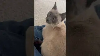 Lap Jail, the fate of all cat owners #shorts #jazz #cats