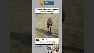 #memes #шуточное #смешновидео #смехпродлеваетжизнь #jokes #смешнойшортс #humor #funny #мемас