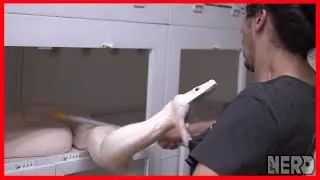 GIANT SNAKE BITE + WRAPS HIM UP QUICKLY