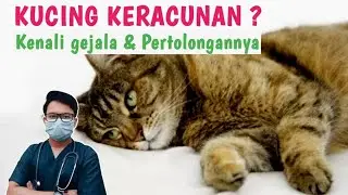 Begini ‼️PERTOLONGAN KUCING KERACUNAN || drh Mirza Yusa || Dokter Hewan