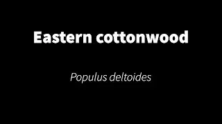 Populus deltoides - Eastern cottonwood