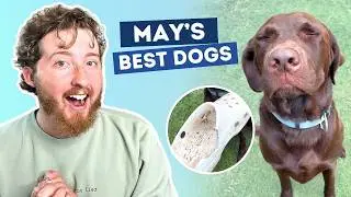 The Best Dogs of May