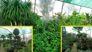 Most Beautifull  Plants  in  Pakistan  | Pattoki  Nursery Visit by Wetlend Village Velogs