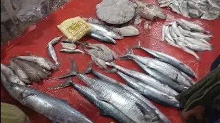 FISHRI 🐟🐟🐠🐟🐟 Visit karny chaly gaya
