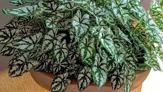 PLANTE MINI CALADIUM DO JEITO CERTO PRA FICAR CHEIO ASSIM