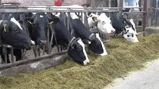 Hof Kokkedahl Fütterung der Milchkühe
