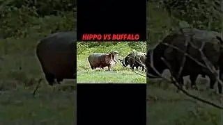 Hippo vs buffalo #trending #animals #wildlife #hippo #buffalo #shorts #viralvideo