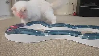 My cat plays with Catit Senses Roller Circuit