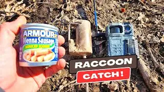 How To Bait And Catch Nuisance Raccoons Quickly Overnight!