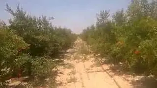 Unlocking Pomegranate Abundance in Egypt: 2015 Gizatec Success Story