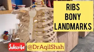 Ribs bony landmarks (Typical  & Atypical Ribs) #draqilshah #anatomy