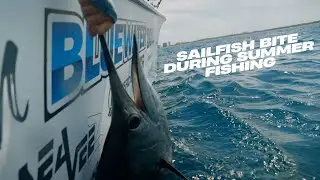 Summertime Mahi, Sails, Tuna, Kings & Sharks! Non Stop Action!