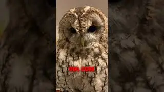 owl core #viral #fyp #owl #funny #memes #core