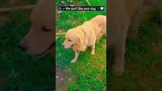 POV :- We don't like your dog.🐾🤍#goldenretriever #trendingshorts #viral #shorts