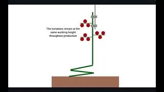 How Qlipr Tomato Trellising System Works Animation
