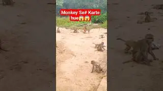 Secrets of Monkey Mating Revealed! 😲 #shorts #monkey #animals