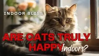 Indoor Bliss: Can Cats Truly be Happy Indoors? 🐈😍