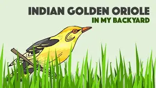 Indian Golden Oriole | Backyard Birding