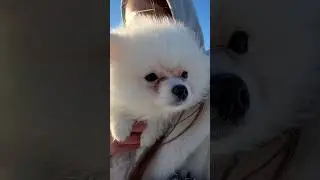 Щенок Шпиц сбежал с Хаски