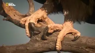 Kangaroo King
