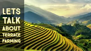Terrace | Terrace farming | Terracing  🟢🟠 | Wheat cultivation in terrace. Bench terracing.