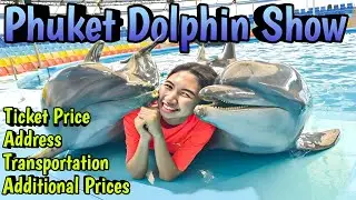 Tips For The Best Experiences At Dolphin Show Phuket | Thailand Guides