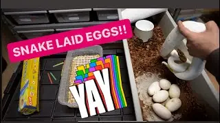 Ball Python Laid Eggs !!!!  Ball Python Breeding for 2024 !