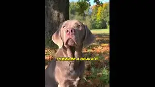 Top 10 Kids Friendly Dog Breeds Part 1 #top10 #dogworld
