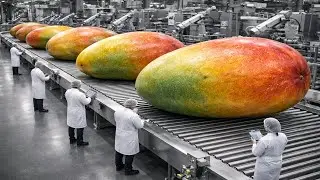 Modern Mango Factory: The Complete Process From Fruit to Dried Slices