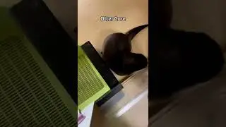 #otter #otterlyadorable #ottero
