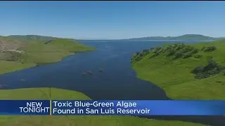 Algae Bloom At 'Warning' Level In San Luis Reservoir